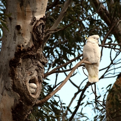 Cacatua galerita (Sulphur-crested Cockatoo) at Higgins, ACT - 10 Aug 2025 by Untidy