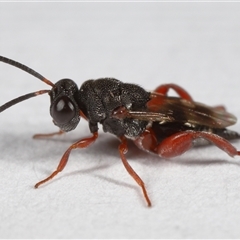 Chalcididae (family) (Unidentified chalcid wasp) at Lawson, ACT - 25 Aug 2025 by TimL