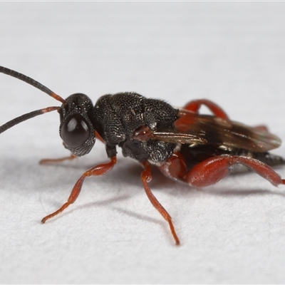 Chalcididae (family) (Unidentified chalcid wasp) at Lawson, ACT - 25 Aug 2025 by TimL