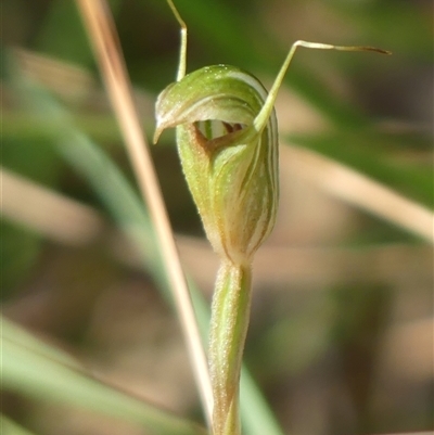 Pterostylis concinna (Trim Greenhood) at Mittagong, NSW - 26 Aug 2025 by Curiosity