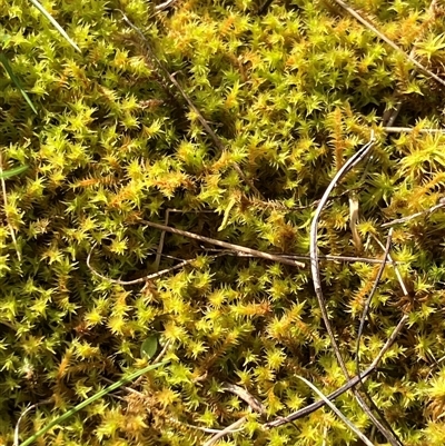 Unverified Moss, Liverwort or Hornwort at Canyonleigh, NSW - 28 Aug 2025 by blacksheep