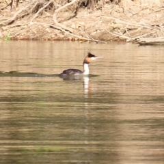 Podiceps cristatus (Great Crested Grebe) at Alfredtown, NSW - 26 Aug 2025 by MB