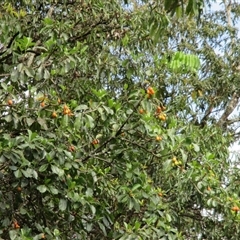 Fagraea berteroana (cape jitta) at Syndicate, QLD - 2 Nov 2014 by JasonPStewart