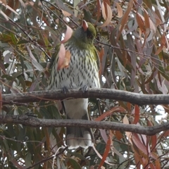 Oriolus sagittatus (Olive-backed Oriole) at Queanbeyan West, NSW - 28 Aug 2025 by Paul4K
