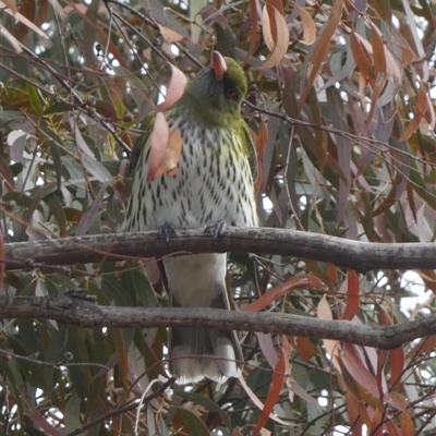 Oriolus sagittatus (Olive-backed Oriole) at Queanbeyan West, NSW - 28 Aug 2025 by Paul4K