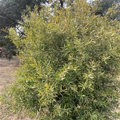Hakea salicifolia (Willow-leaved Hakea) at Macgregor, ACT - 26 Aug 2025 by jklem621