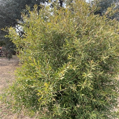 Hakea salicifolia (Willow-leaved Hakea) at Macgregor, ACT - 26 Aug 2025 by jklem621