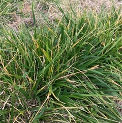 Nassella neesiana (Chilean Needlegrass) at Macgregor, ACT - 26 Aug 2025 by jklem621