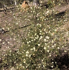 Acacia ulicifolia (Prickly Moses) at Canyonleigh, NSW - 28 Aug 2025 by blacksheep