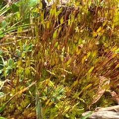 Unverified Moss, Liverwort or Hornwort at Canyonleigh, NSW - 28 Aug 2025 by blacksheep