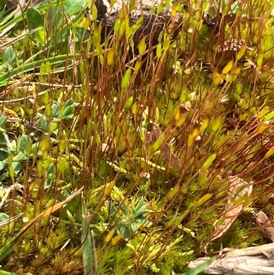 Unverified Moss, Liverwort or Hornwort at Canyonleigh, NSW - 28 Aug 2025 by blacksheep