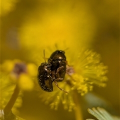 Ditropidus sp. (genus) at Holder, ACT - 18 Aug 2025 by Miranda