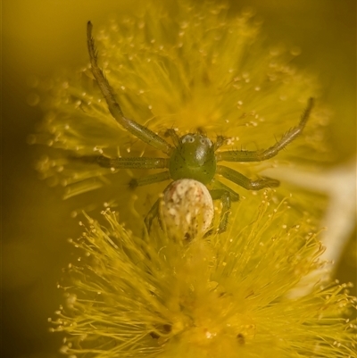Lehtinelagia sp. (genus) (Flower Spider or Crab Spider) at Holder, ACT - 18 Aug 2025 by Miranda