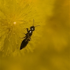 Unverified Wasp (Hymenoptera, Apocrita) at Holder, ACT - 18 Aug 2025 by Miranda