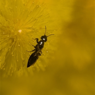 Unverified Wasp (Hymenoptera, Apocrita) at Holder, ACT - 18 Aug 2025 by Miranda