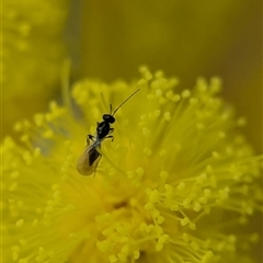 Unverified Wasp (Hymenoptera, Apocrita) at Aranda, ACT - 19 Aug 2025 by Miranda