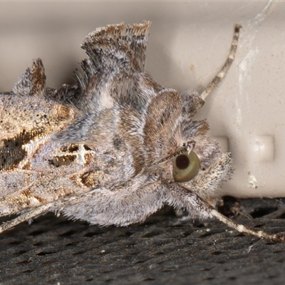 Chrysodeixis argentifera (Tobacco Looper) at Symonston, ACT - 28 Aug 2025 by rawshorty