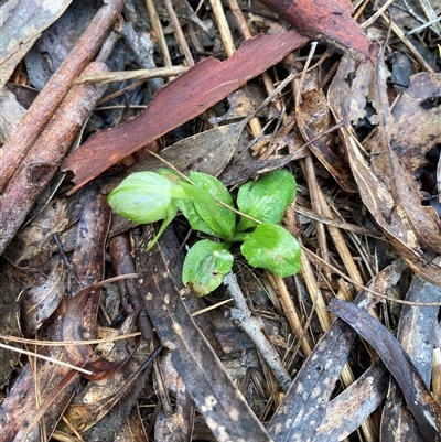 Pterostylis nutans (Nodding Greenhood) at Aranda, ACT - 28 Aug 2025 by Jenny54