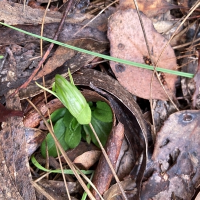 Pterostylis nutans (Nodding Greenhood) at Aranda, ACT - 28 Aug 2025 by Jenny54