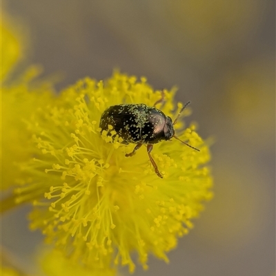 Ditropidus sp. (genus) at Yarralumla, ACT - 19 Aug 2025 by Miranda