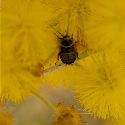 Ellipsidion australe (Austral Ellipsidion cockroach) at Holder, ACT - 23 Aug 2025 by Miranda