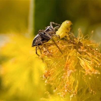 Oxyopes (genus) (Lynx spider) at Holder, ACT - 23 Aug 2025 by Miranda