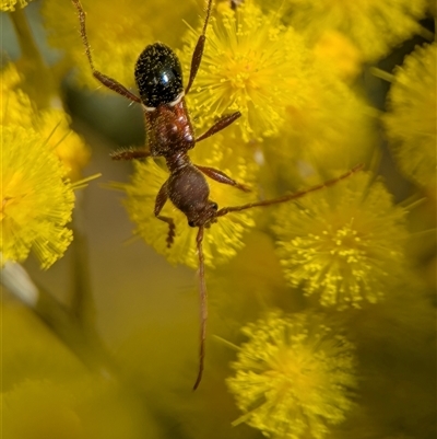 Pseudohalme laetabilis (A Longhorn Beetle) at Aranda, ACT - 24 Aug 2025 by Miranda
