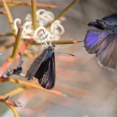 Erina acasta (Blotched Dusky-blue) at Aranda, ACT - 24 Aug 2025 by Miranda