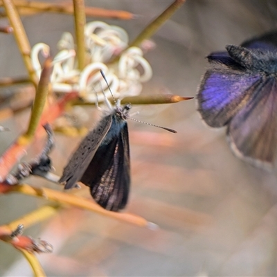Erina acasta (Blotched Dusky-blue) at Aranda, ACT - 24 Aug 2025 by Miranda