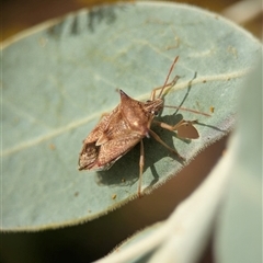 Oechalia schellenbergii (Spined Predatory Shield Bug) at Holder, ACT - 24 Aug 2025 by Miranda