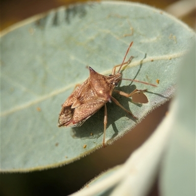 Oechalia schellenbergii (Spined Predatory Shield Bug) at Holder, ACT - 24 Aug 2025 by Miranda