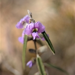 Hovea heterophylla (Common Hovea) at Aranda, ACT - 24 Aug 2025 by Miranda