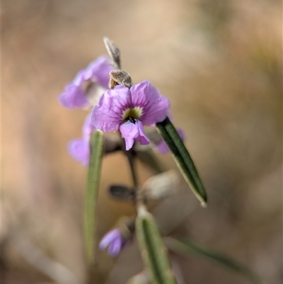 Hovea heterophylla (Common Hovea) at Aranda, ACT - 24 Aug 2025 by Miranda
