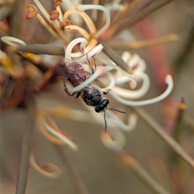 Lasioglossum (Parasphecodes) sp. (genus & subgenus) (Halictid bee) at Aranda, ACT - 24 Aug 2025 by Miranda