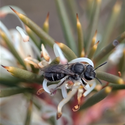 Lasioglossum (Chilalictus) sp. (genus & subgenus) (Halictid bee) at Aranda, ACT - 19 Aug 2025 by Miranda