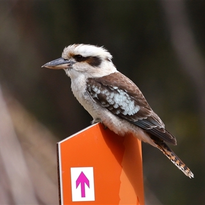 Dacelo novaeguineae (Laughing Kookaburra) at Tharwa, ACT - 26 Aug 2025 by TimL