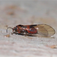 Psyllidae sp. (family) (Unidentified psyllid or lerp insect) at Acton, ACT - 24 Aug 2025 by TimL