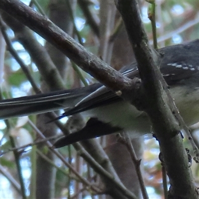 Rhipidura albiscapa (Grey Fantail) at Barton, ACT - 27 Aug 2025 by RobParnell