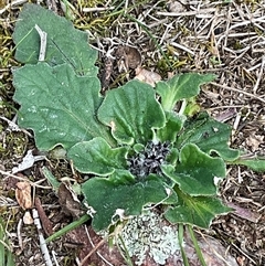 Cymbonotus (genus) (Bears Ears) at Yarralumla, ACT - 24 Aug 2025 by Jennybach