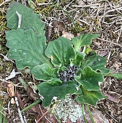 Cymbonotus (genus) (Bears Ears) at Yarralumla, ACT - 24 Aug 2025 by Jennybach