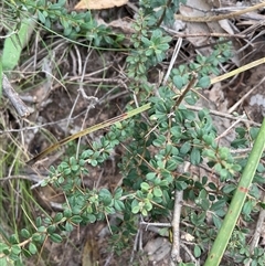 Bursaria spinosa (Native Blackthorn, Sweet Bursaria) at Yarralumla, ACT - 24 Aug 2025 by Jennybach