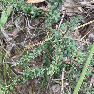 Bursaria spinosa (Native Blackthorn, Sweet Bursaria) at Yarralumla, ACT - 24 Aug 2025 by Jennybach