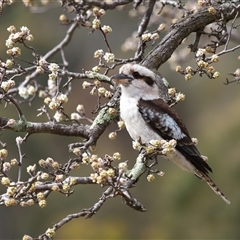 Dacelo novaeguineae (Laughing Kookaburra) at Tharwa, ACT - 26 Aug 2025 by TimL