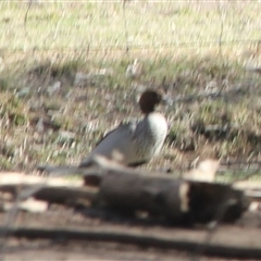 Chenonetta jubata (Australian Wood Duck) at Cooma, NSW - 28 Aug 2025 by mahargiani
