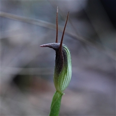 Pterostylis pedunculata (Maroonhood) at Bombay, NSW - 28 May 2025 by RobG1