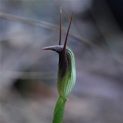 Pterostylis pedunculata (Maroonhood) at Bombay, NSW - 28 May 2025 by RobG1