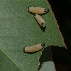 Paropsisterna cloelia (Eucalyptus variegated beetle) at Freshwater Creek, VIC - 7 Apr 2025 by WendyEM
