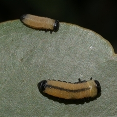 Paropsisterna cloelia (Eucalyptus variegated beetle) at Freshwater Creek, VIC - 7 Apr 2025 by WendyEM