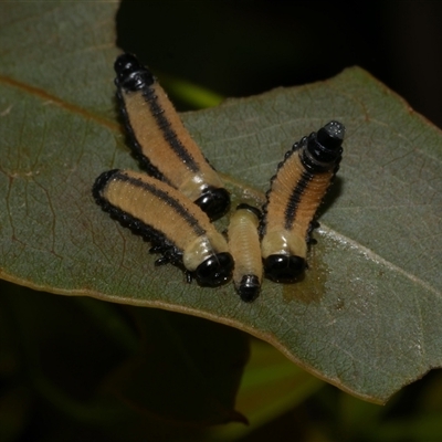 Paropsisterna cloelia (Eucalyptus variegated beetle) at Freshwater Creek, VIC - 7 Apr 2025 by WendyEM