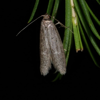 Telanepsia stictocrossa (A Concealer moth (Chezala group) at Freshwater Creek, VIC - 12 Apr 2025 by WendyEM